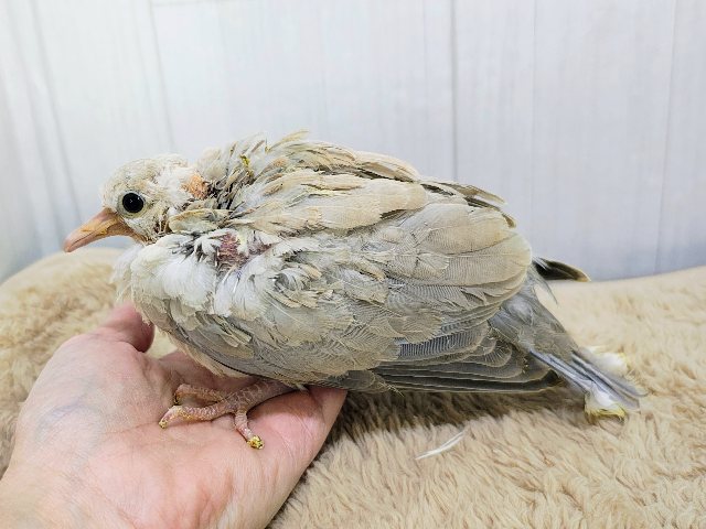 ジュズカケバト