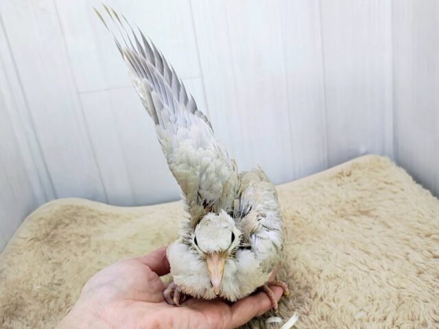 ジュズカケバト