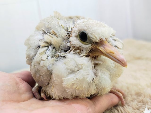 ジュズカケバト