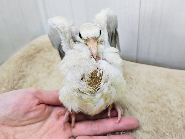 愛情込めて育ててね♥ジュズカケバトって馴れるんだよ？♡