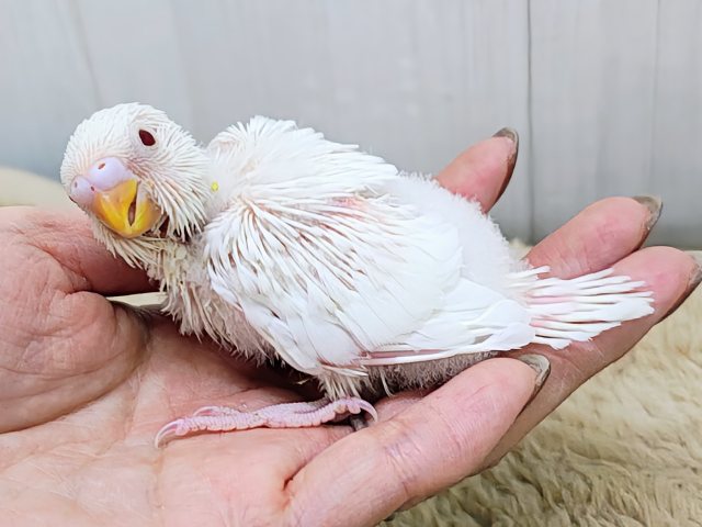 セキセイインコ