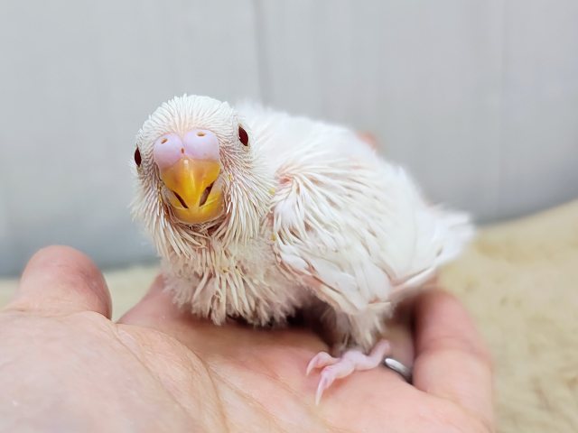 ふわふわマシュマロカラー☁のセキセイインコのヒナ(アルビノ)入荷しました❤️