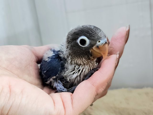ボタンインコ