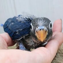 しゅわしゅわ🫧‪ブルーハワイ💙🤤ボタンインコのヒナ(ブルー)入荷しました❤️