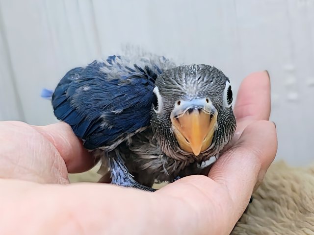 しゅわしゅわ🫧‪ブルーハワイ💙🤤ボタンインコのヒナ(ブルー)入荷しました❤️