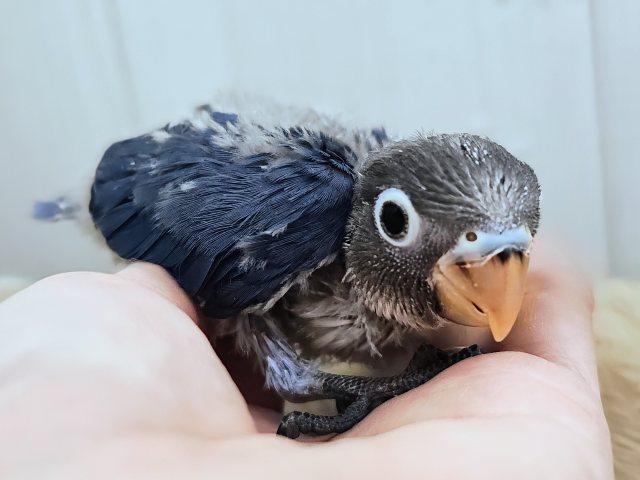 ボタンインコ