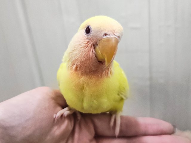 最新画像更新♥ﾋﾟｶﾋﾟｶ✨まぶしいほど黄色‼︎💛小桜インコのルチノー入