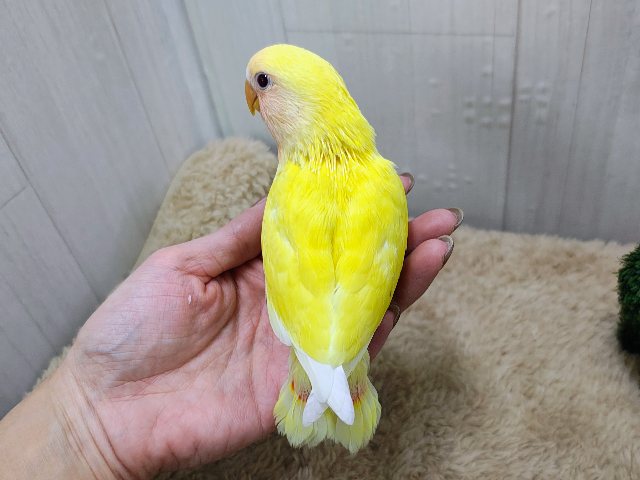 コザクラインコ（小桜インコ）