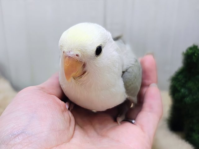 最新画像更新♥ふんわ〜り優しい💛極上パステル☁️小桜インコの