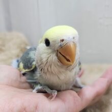 最新画像更新♥シックなスーツで登場‼︎小桜インコ（モーブパイド）