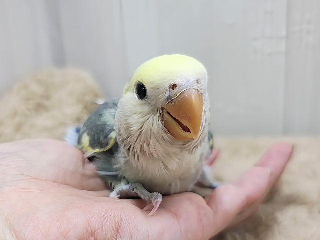 最新画像更新♥シックなスーツで登場‼︎小桜インコ（モーブパイド）