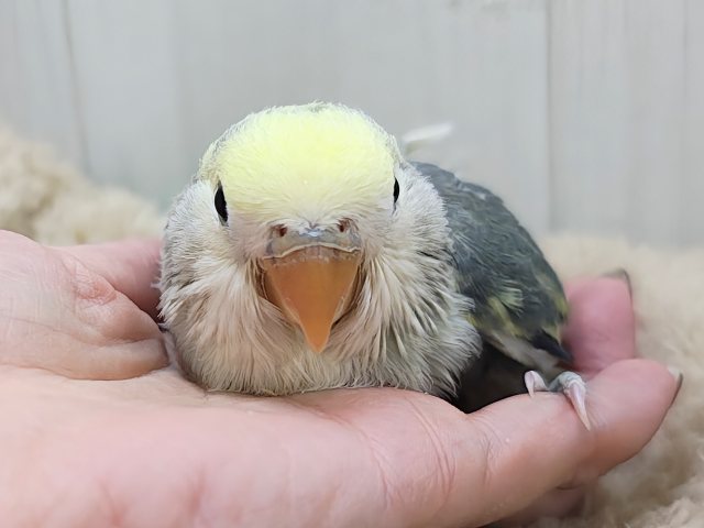 コザクラインコ（小桜インコ）