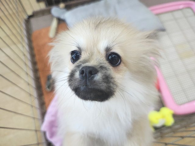 ポメペキ（ペキポメ）