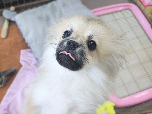 ポメペキ（ペキポメ）