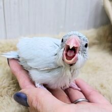 どんな時でも腹ぺこまん︎💕︎︎マメルリハのヒナ(アメリカンホワイト)入荷しました❤️