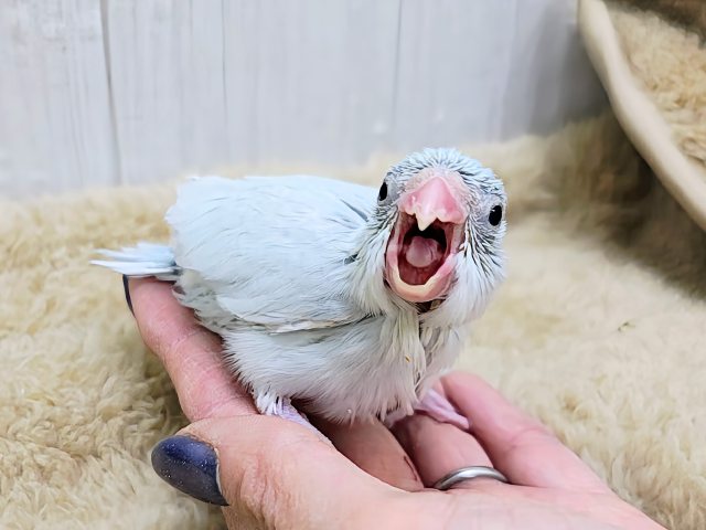 どんな時でも腹ぺこまん︎💕︎︎マメルリハのヒナ(アメリカンホワイト)入荷しました❤️