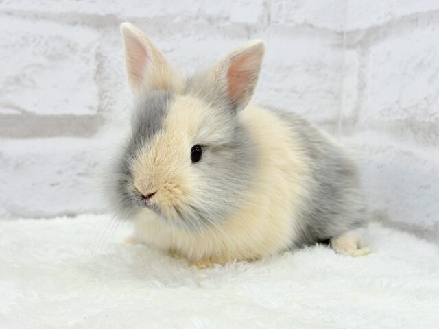 ジャージーウーリー