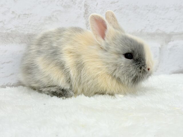 ジャージーウーリー