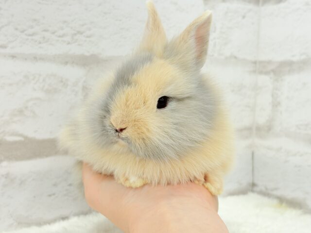 ジャージーウーリー