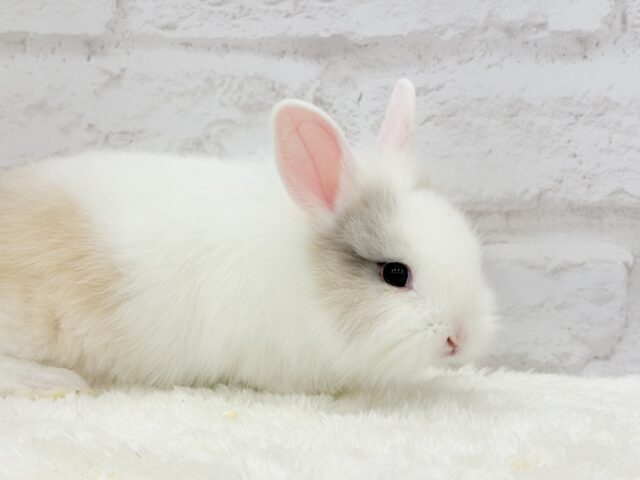 ジャージーウーリー