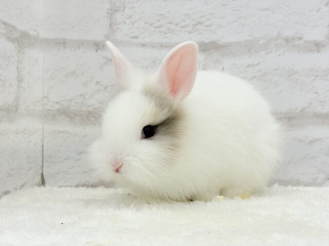 ジャージーウーリー