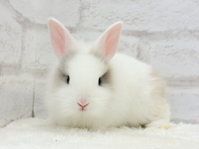 ジャージーウーリー