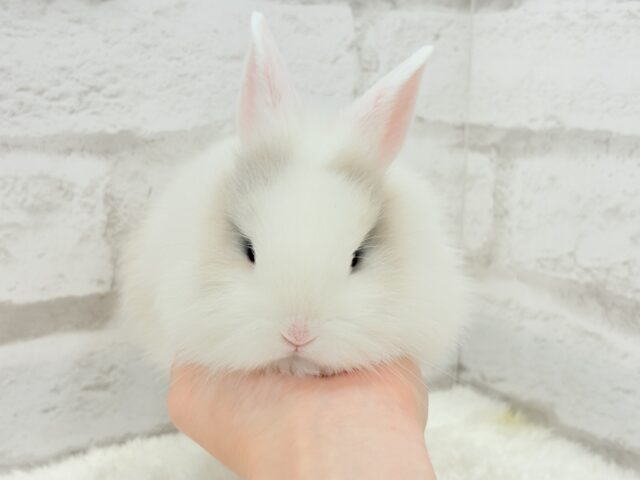 ジャージーウーリー