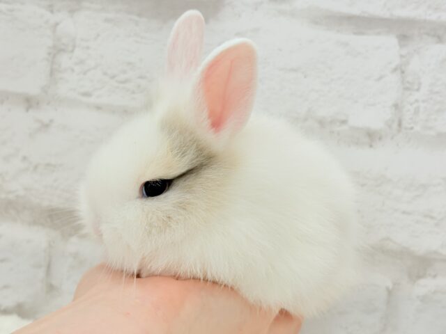 ジャージーウーリー