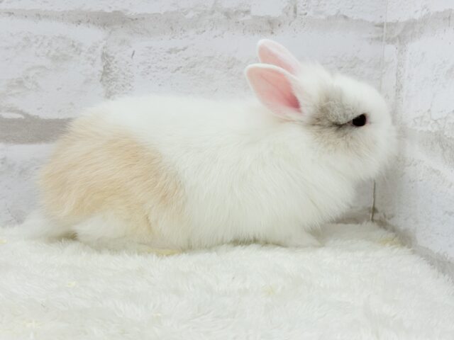 ジャージーウーリー