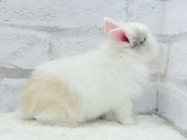 ジャージーウーリー