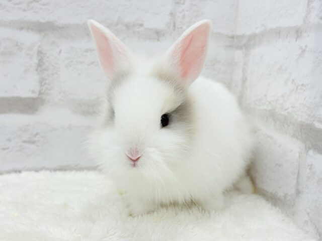 ジャージーウーリー