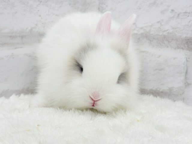 ジャージーウーリー