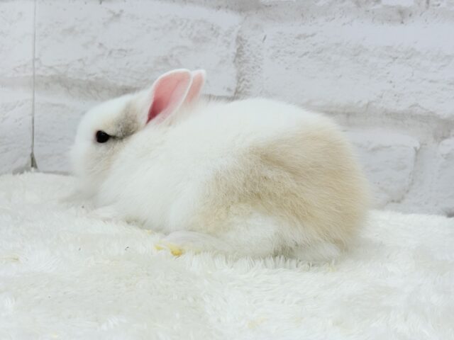 ジャージーウーリー