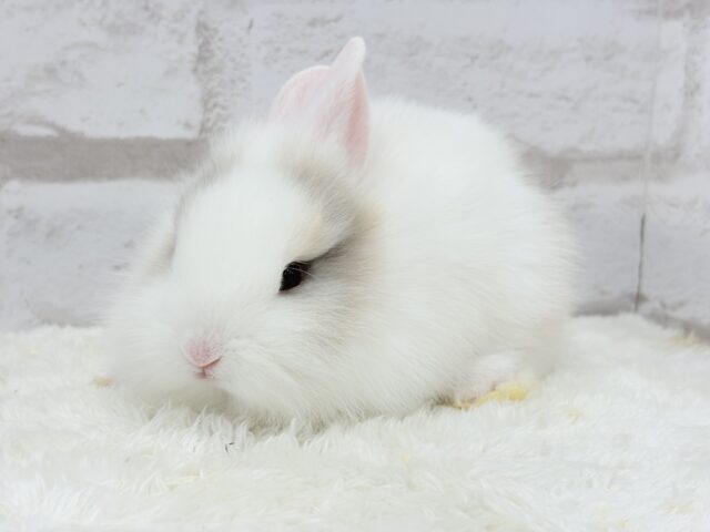 ジャージーウーリー