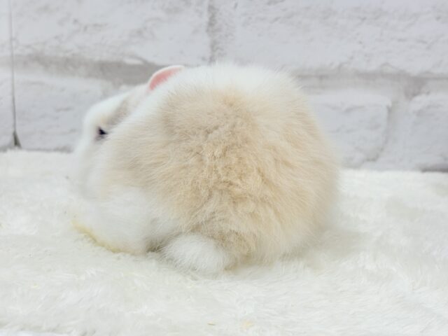 ジャージーウーリー