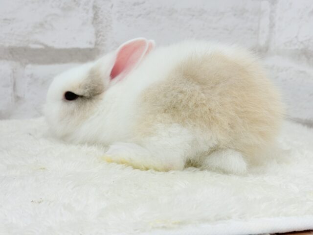 ジャージーウーリー