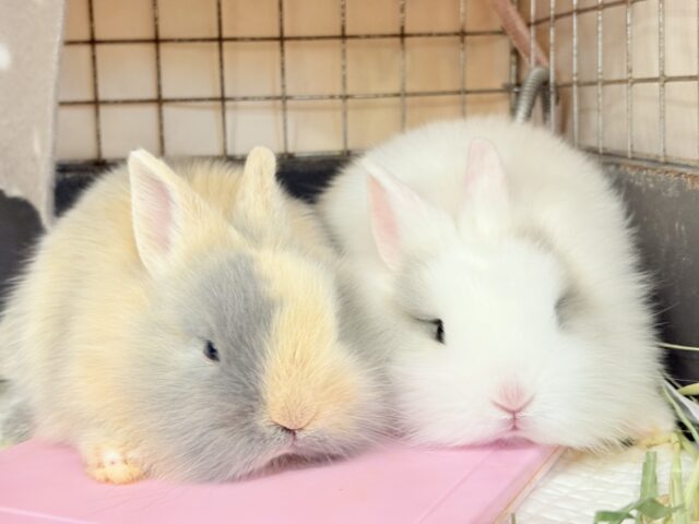 ジャージーウーリー