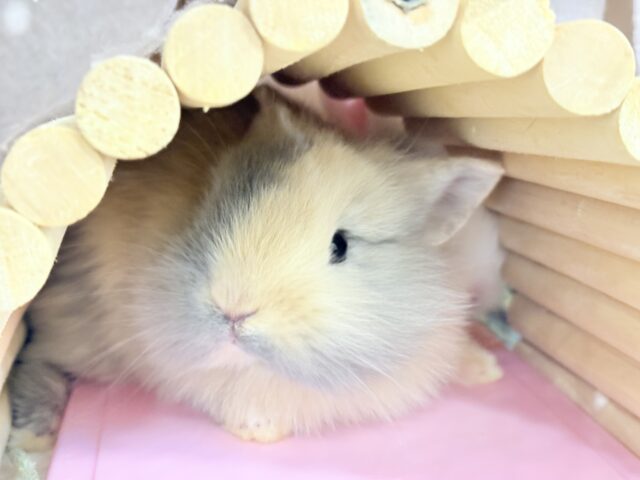 ジャージーウーリー