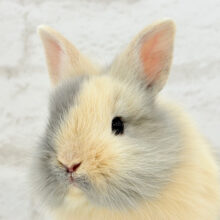 優しいトラちゃん🐯💗ジャージーウーリー(女の子)