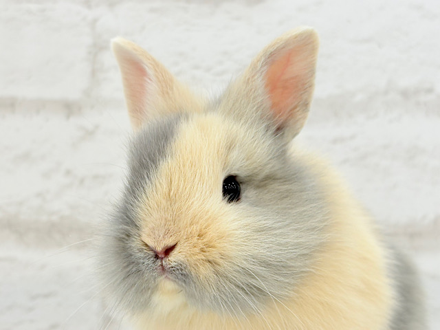 優しいトラちゃん🐯💗ジャージーウーリー(女の子)