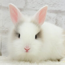 ふわふわ🫧むっちり🐰🤍ジャージーウーリー(男の子)