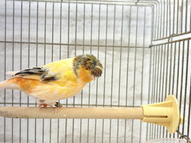 グロスターカナリア