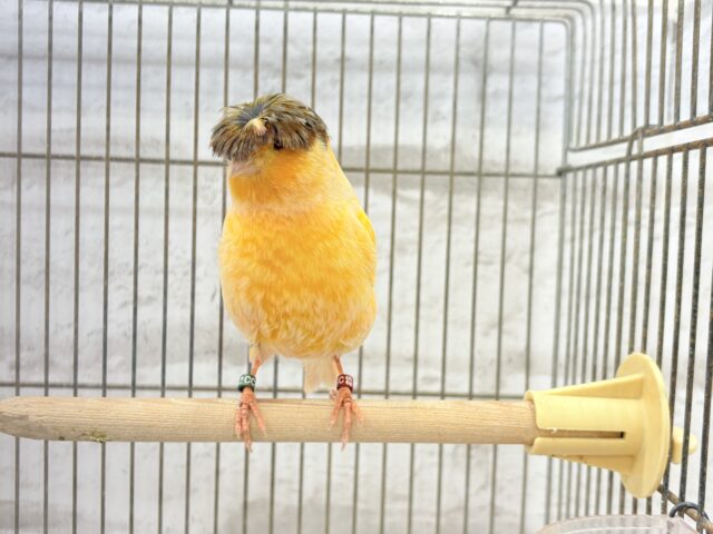 グロスターカナリア