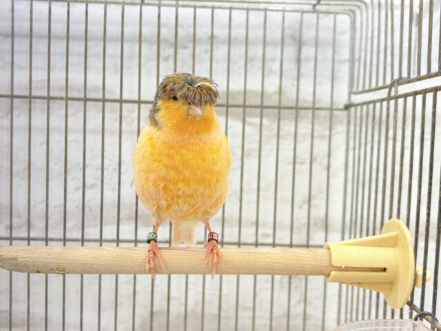 グロスターカナリア