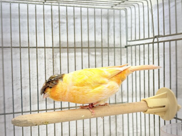 グロスターカナリア