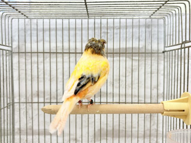 グロスターカナリア