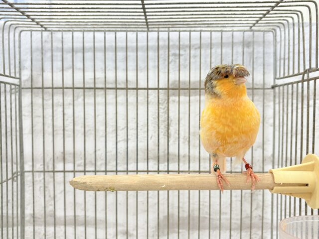 グロスターカナリア