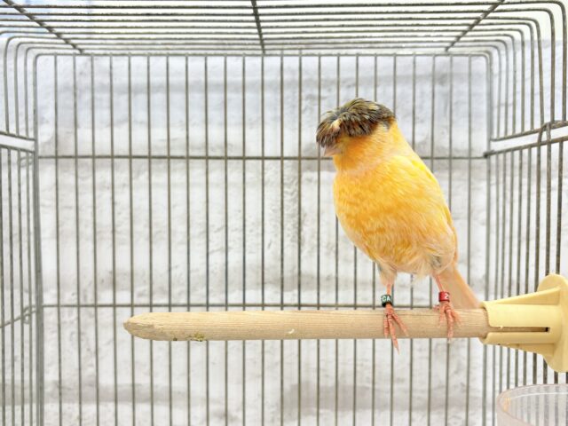 グロスターカナリア