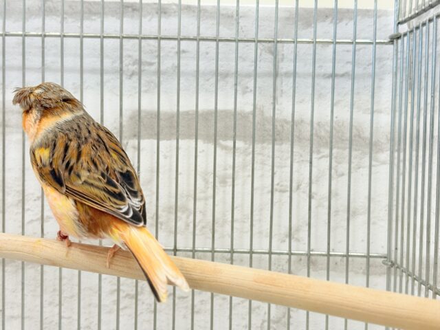 グロスターカナリア