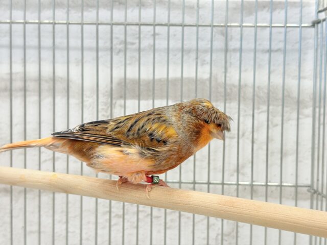 グロスターカナリア